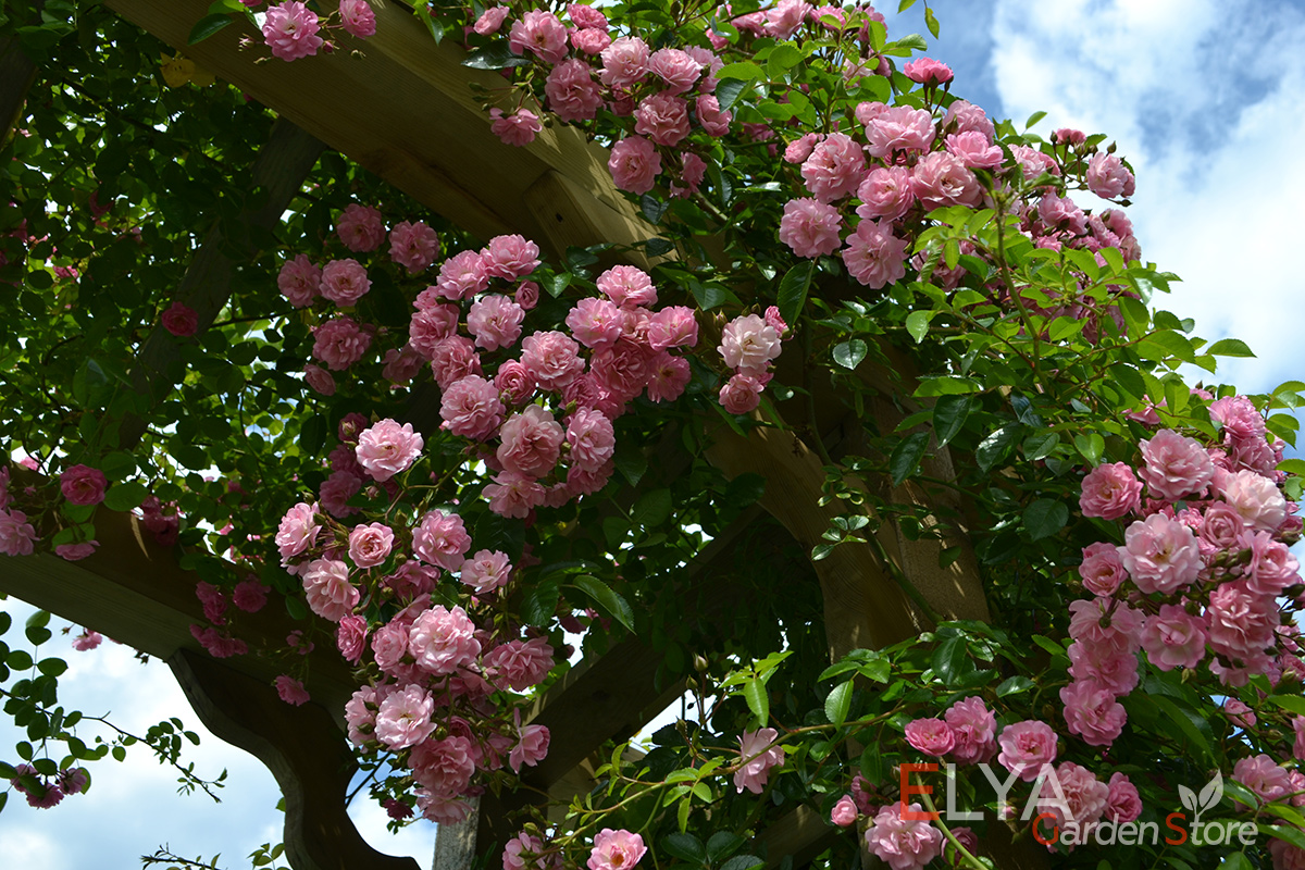 Утигорд Фоллс (Utigord Falls)