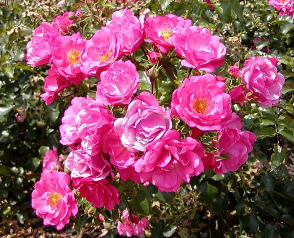 Хайдетраум (Heidetraum)