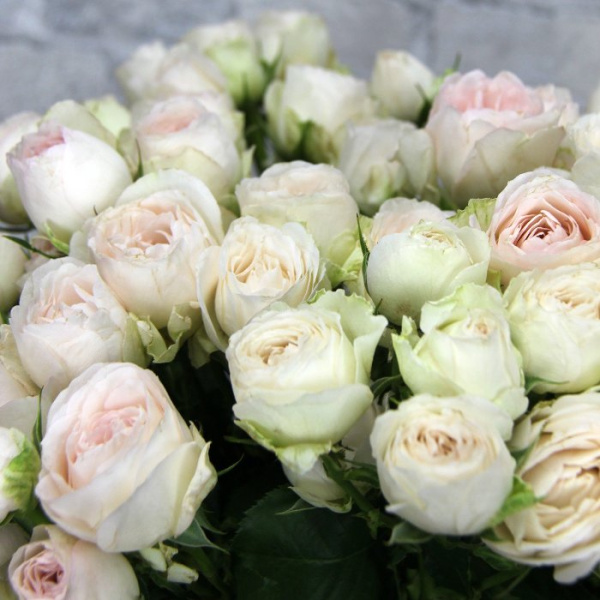 Порселейн Лейс Кустовая (Porcelain Lace)