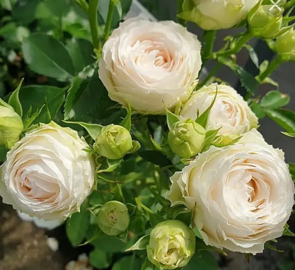 Порселейн Лейс Кустовая (Porcelain Lace)