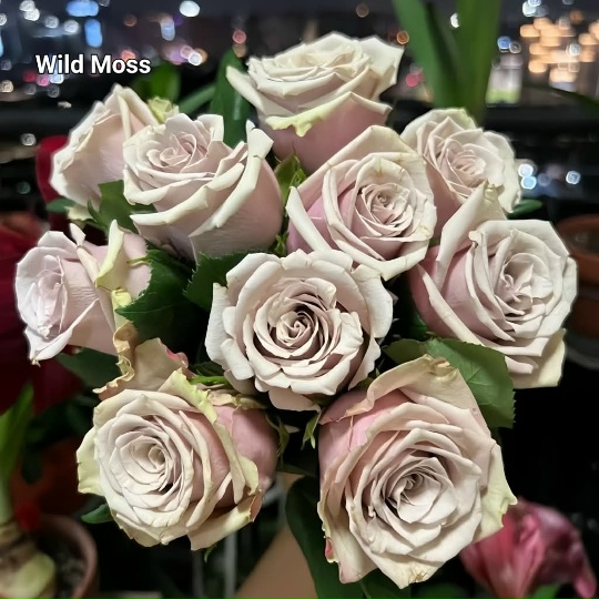 Вайлд Мосс (Wild Moss)