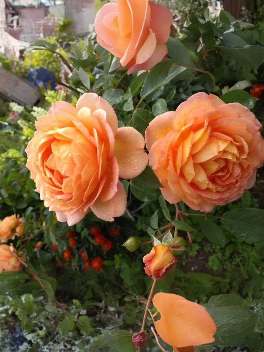 Леди оф Шалот (Lady of Shalott)