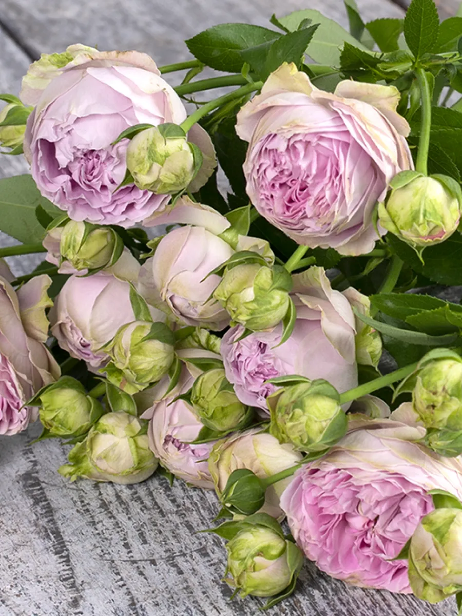 Блоссом Баблс ( Blossom Bubbles)