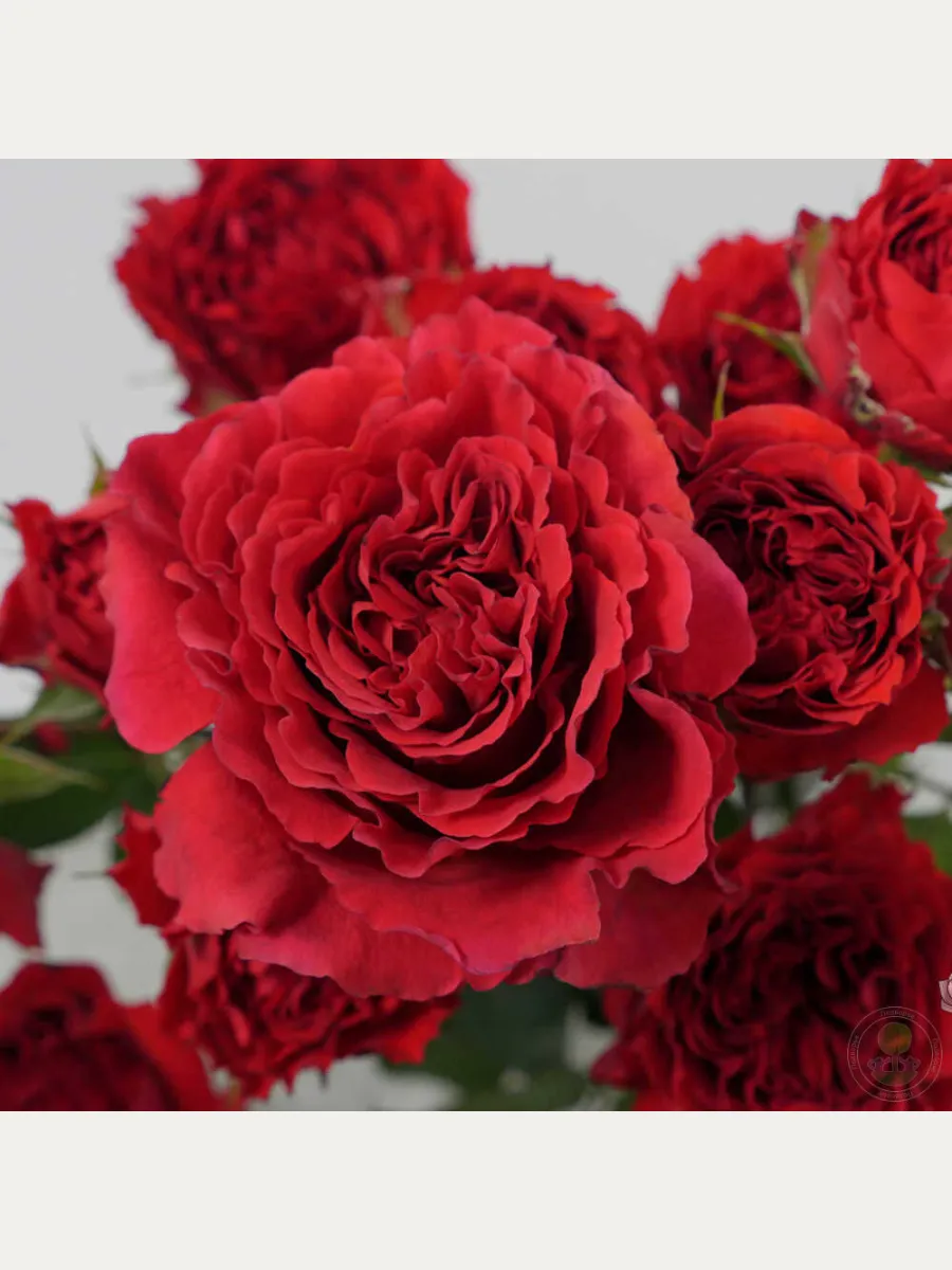 Бэлла линда Брик (Bella linda Brick)