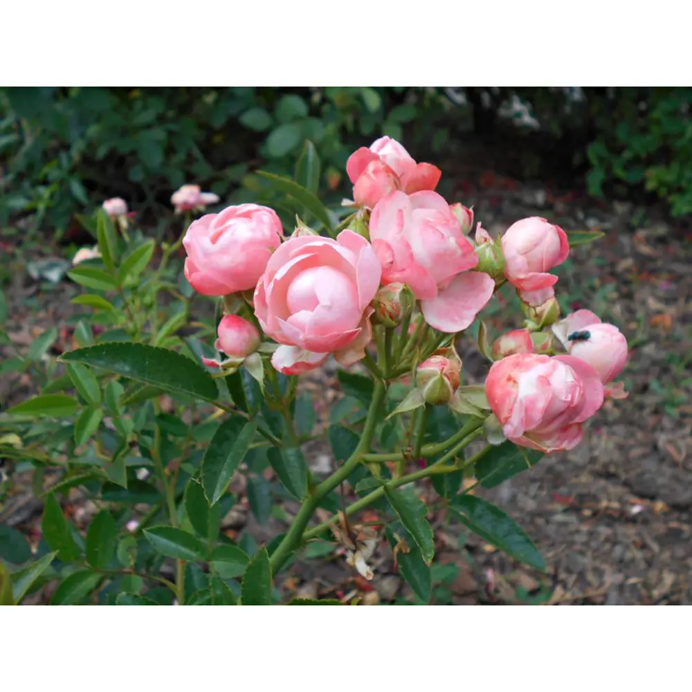 Пинк Морсдаг (Pink Morsdag)