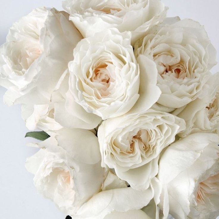 ВАЙТ КЛАУД (WHITE CLOUD)