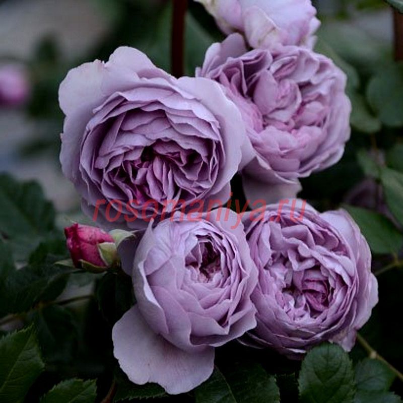 Лавендер Букет (Lavender Bouquet)