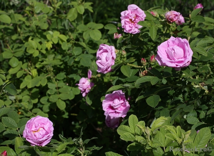 Васагейминг (Wasagaming)