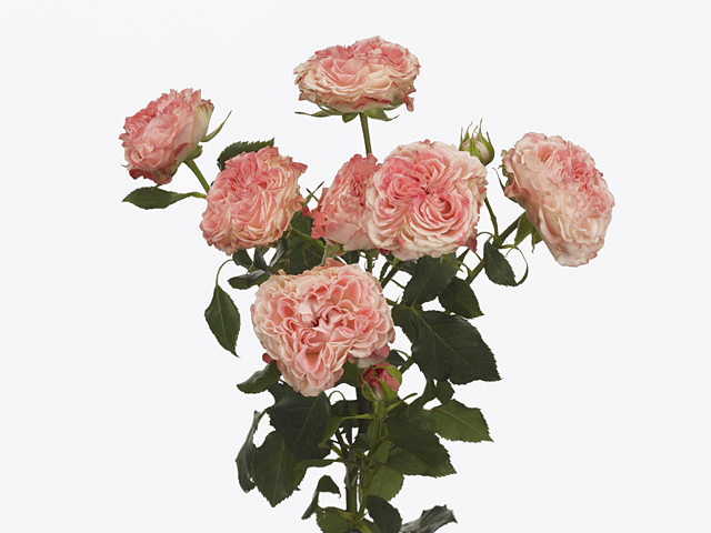 Фэйр Флау (Fair Flow)