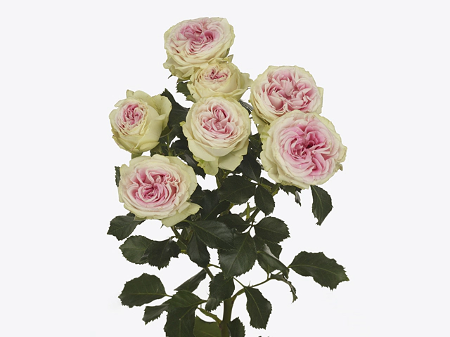 Джелато (Gelato