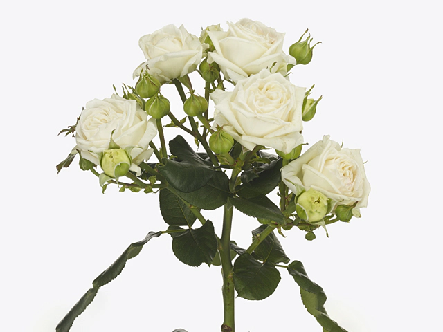 Бридал Флоу (Bridal Flow)