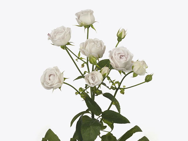 Сильвер Бабблс (Silver Bubbles)