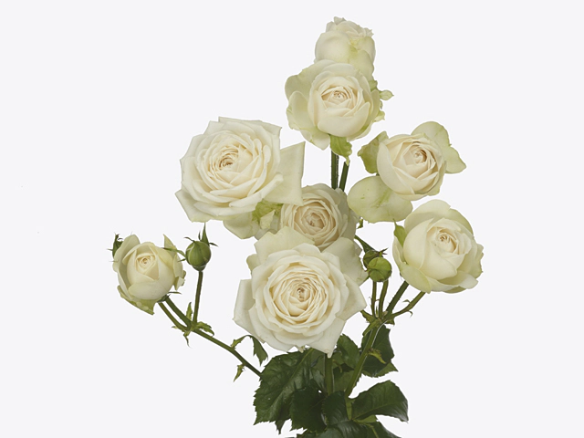 Вайт Йо-Йо (White Yo-Yo)