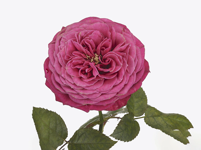 Джаст Море (Just More)