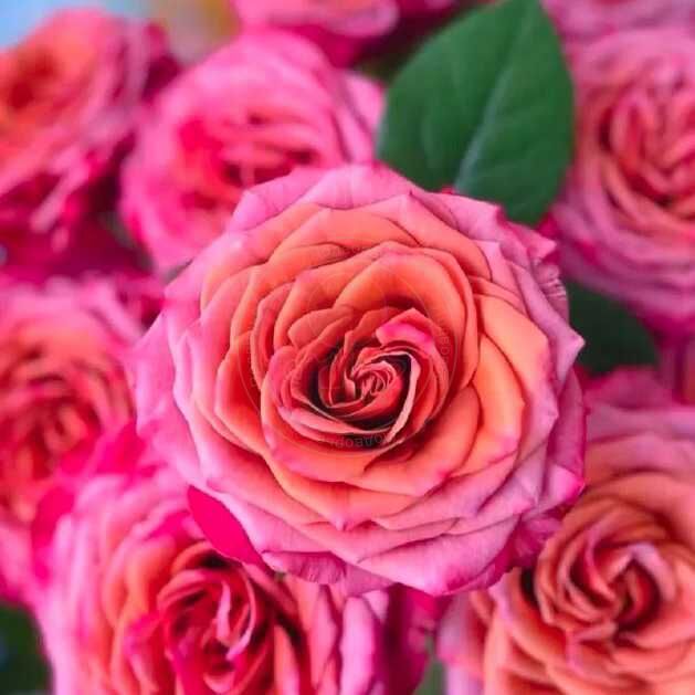 Сингл Малт (Single Malt