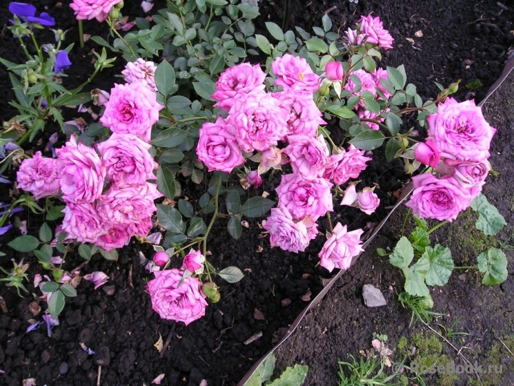 Лавендер Джуэл (Lavender Jewel)