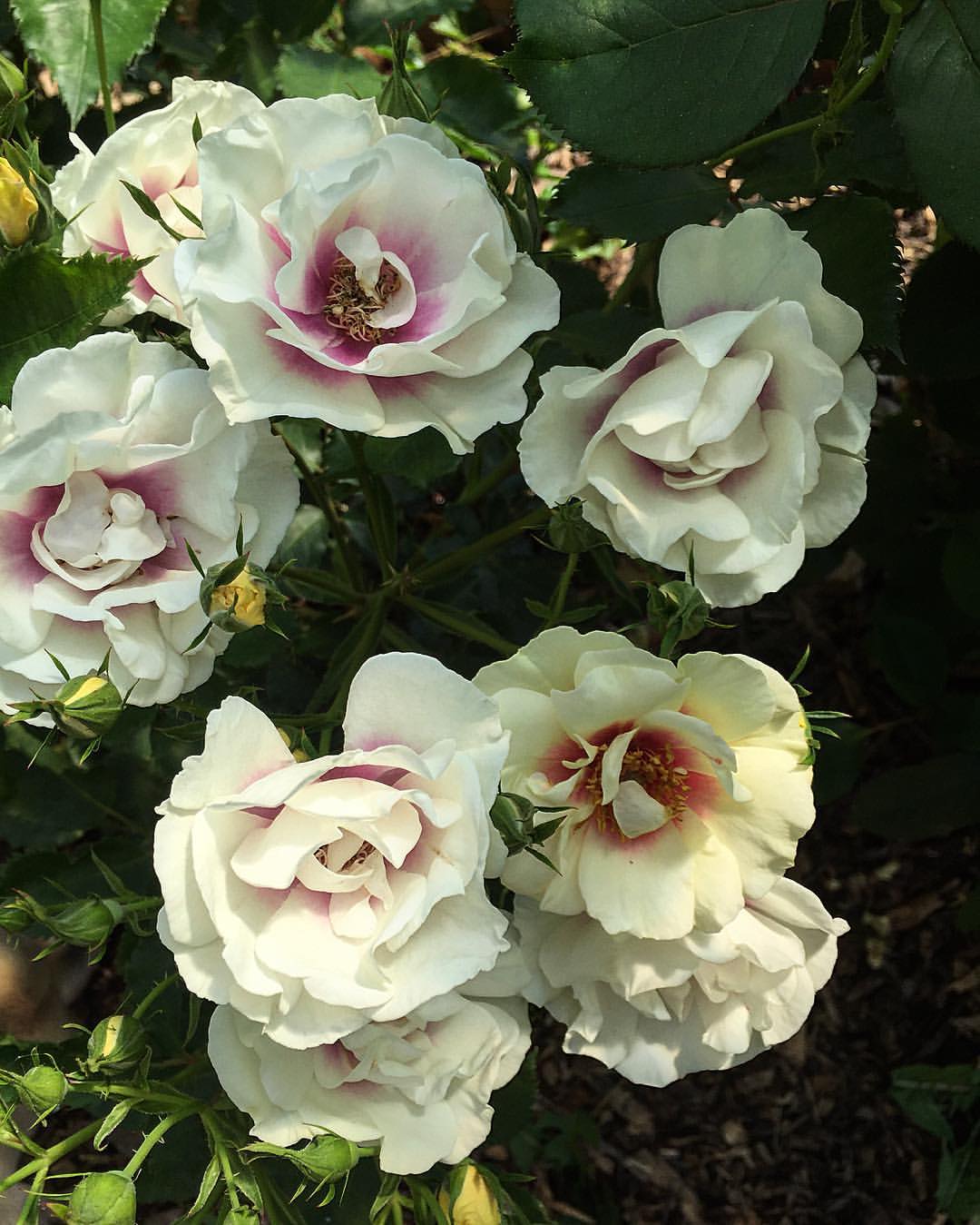 Буллс Айс (Bull's Eye)