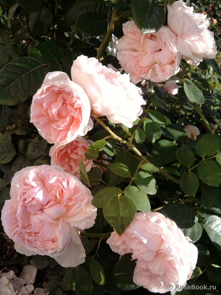 Роза Сейнт Суитун (St. Swithun)