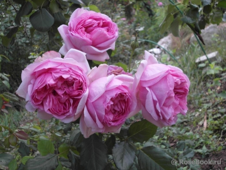 Роза Помпадур (Pompadour)