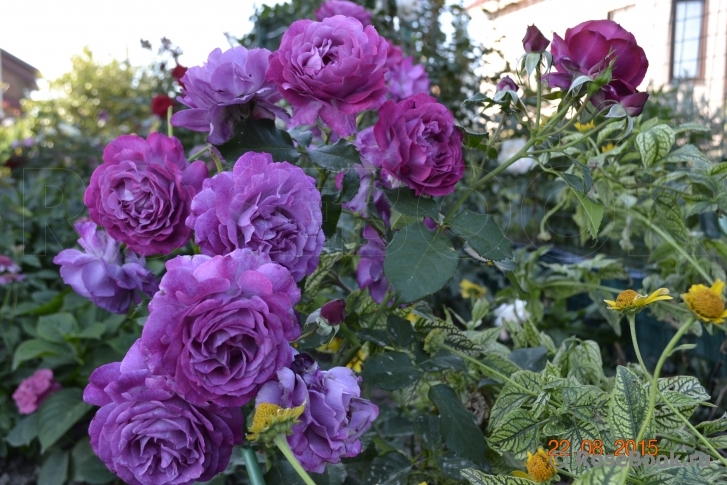 Уайлд Блю Йондер / Блю Иден Wild Blue Yonder (Blue Eden)