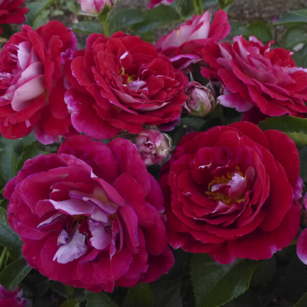 Аббасьаль дэ Понтиньи (Abbatiale de Pontigny)