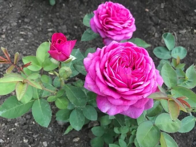 Хайди Клум (Heidi Klum)