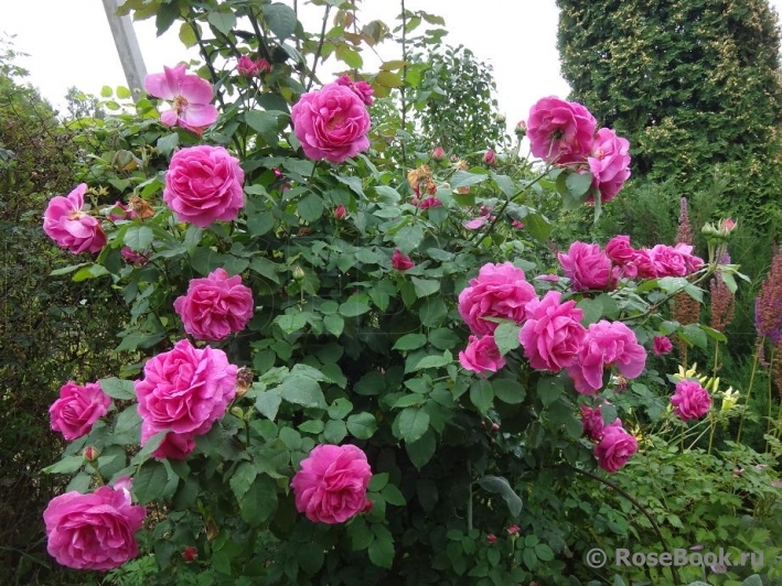 Мадам Исаак Перейр (Mme Isaac Pereire)