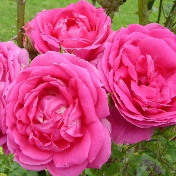 Роза Парад (Parade)