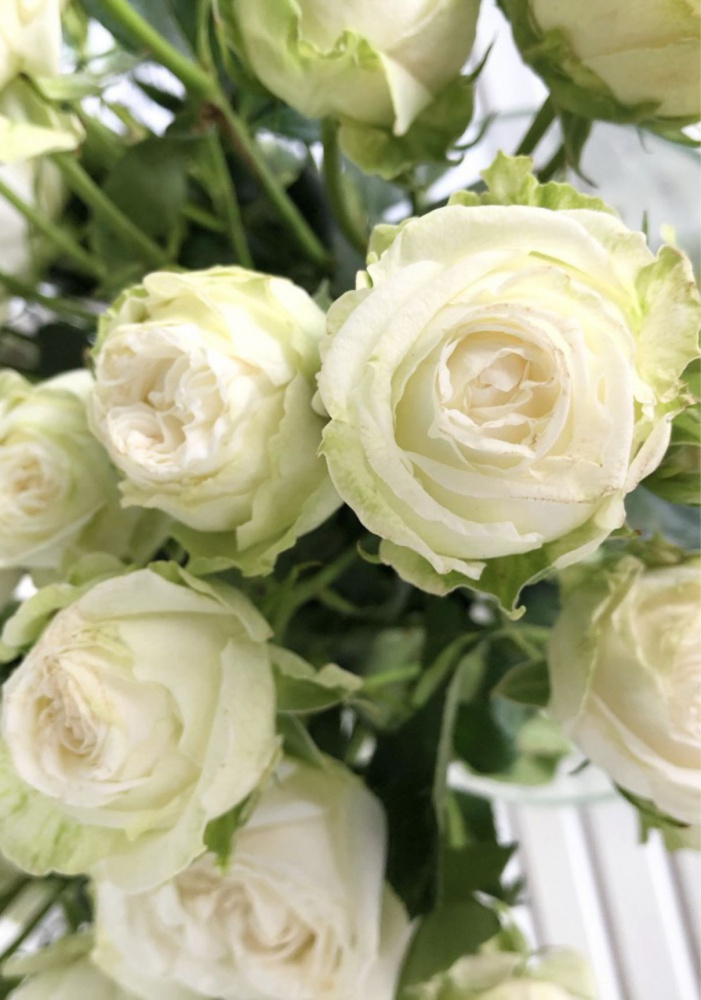 Бомбастик Вайт (Bombastic White)