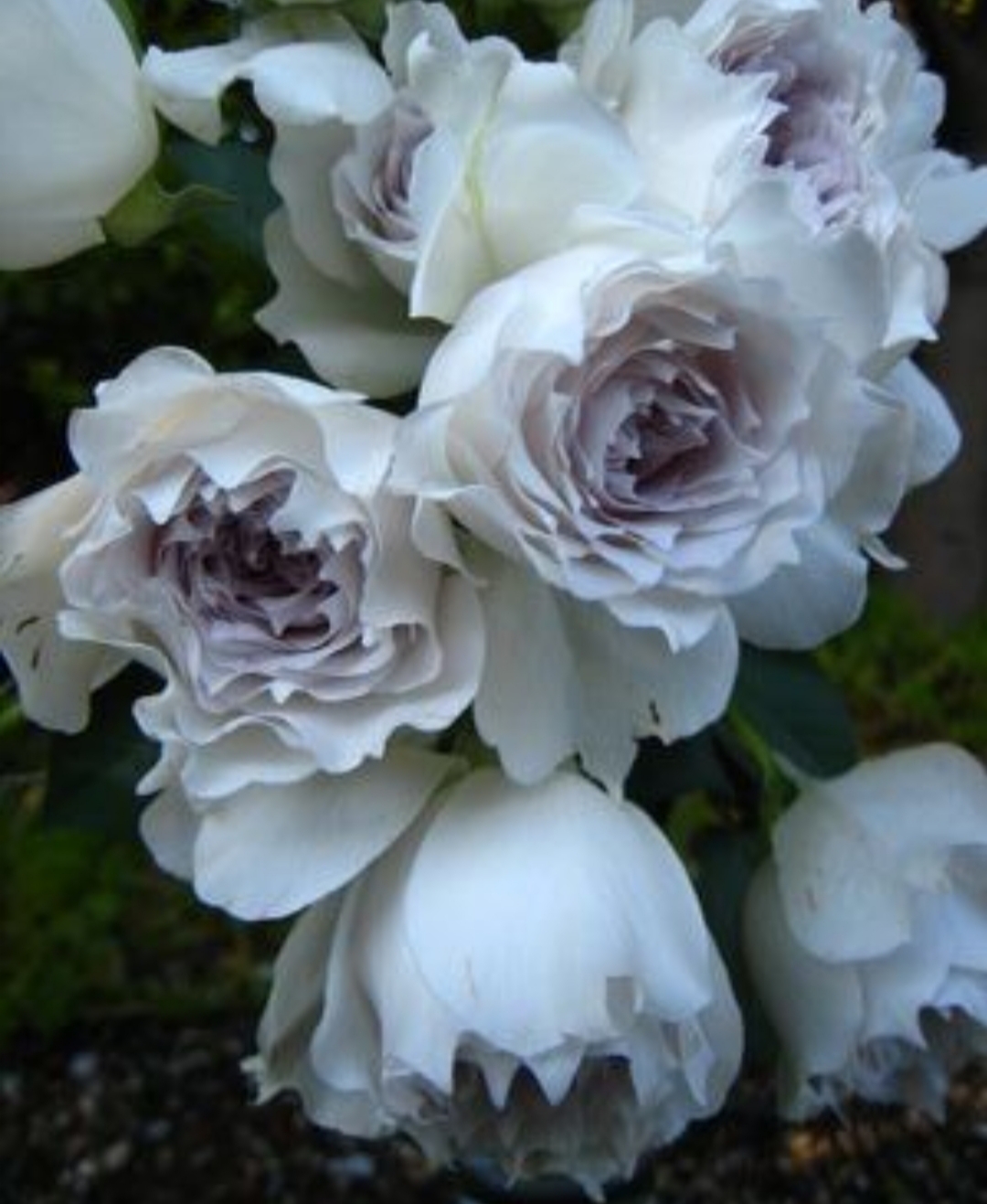 Габриэль (Gabriel)