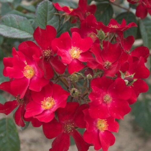 Поппи Роуз (Poppy Rose)