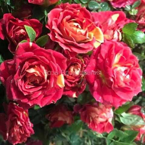 Чили Клементин (Chili Clementine)