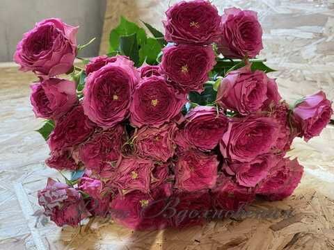 Бабушка Джози (Grandma's Finest Josy)