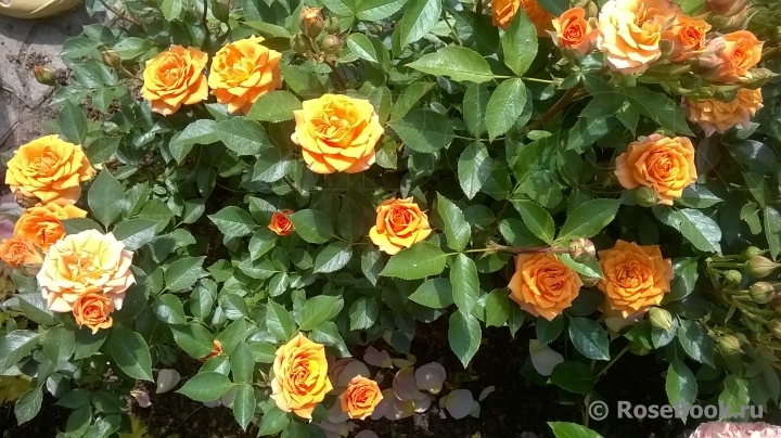 Клементина (Clementine)