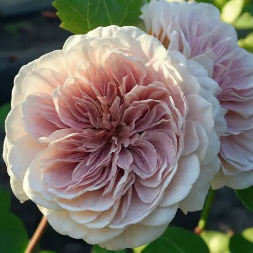 Колор оф Юпитер (Color of Jupiter)