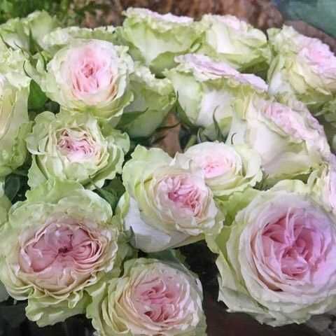 Грин Пинк (GREEN PINK)