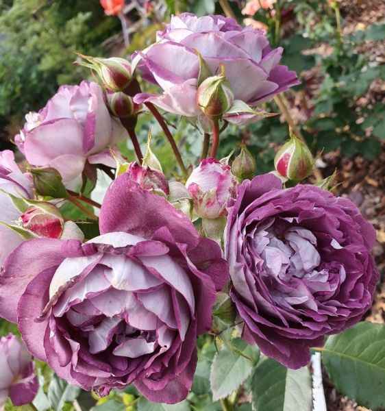 Хоровое общество Хаддерсфилда (Huddersfield Choral Society)