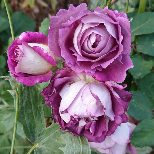 Хоровое общество Хаддерсфилда (Huddersfield Choral Society)