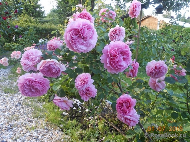 Александра Давид-Нэль (Alexandra David Neel)