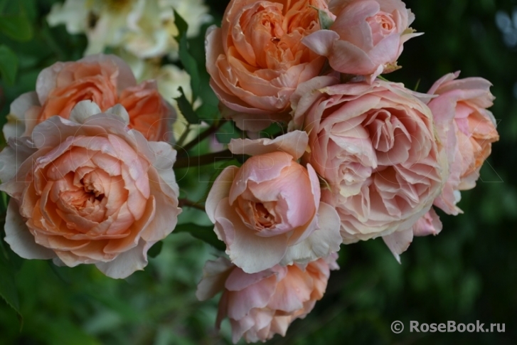 Кицуна (Kizuna)