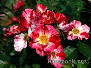 Форт оф джули (Fourth of July)она же ( Crazy for You, Hanabi)