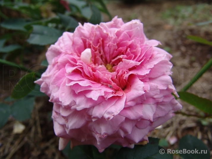 Флораже (Florajet)