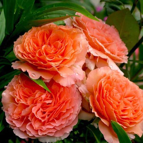 Бельведер (Belvedere)