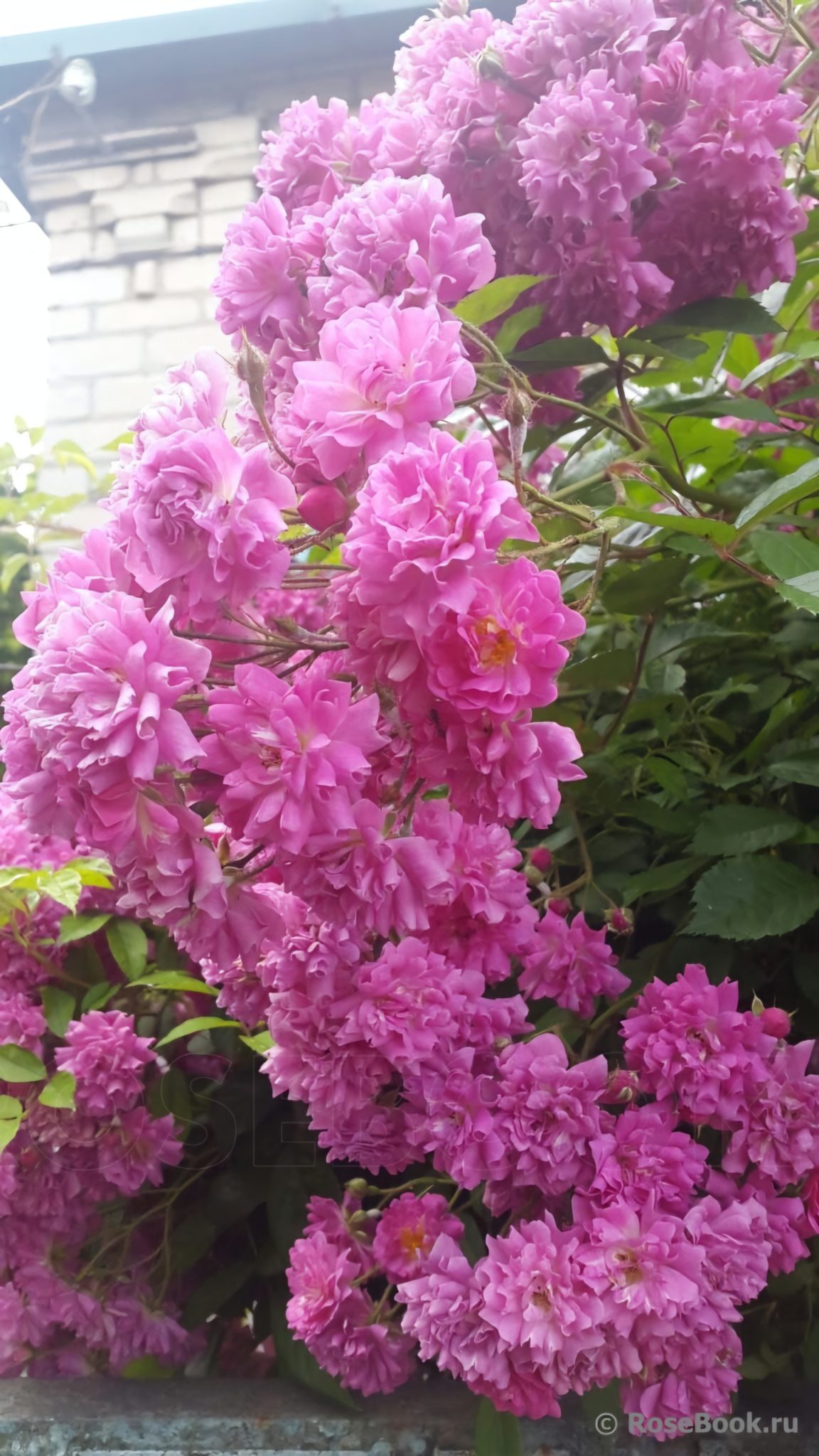 Вартбург (Wartburg)