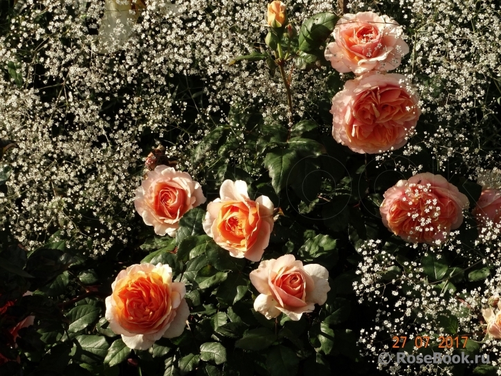 Кицуна (Kizuna)