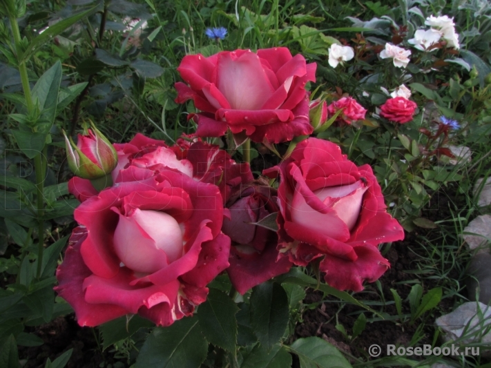 Тирамису (Tiramisu)