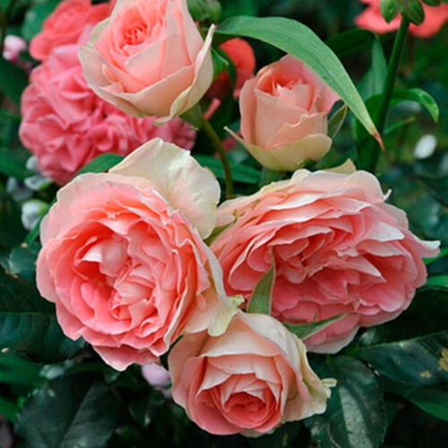 Джет Сет» (Jet Set)