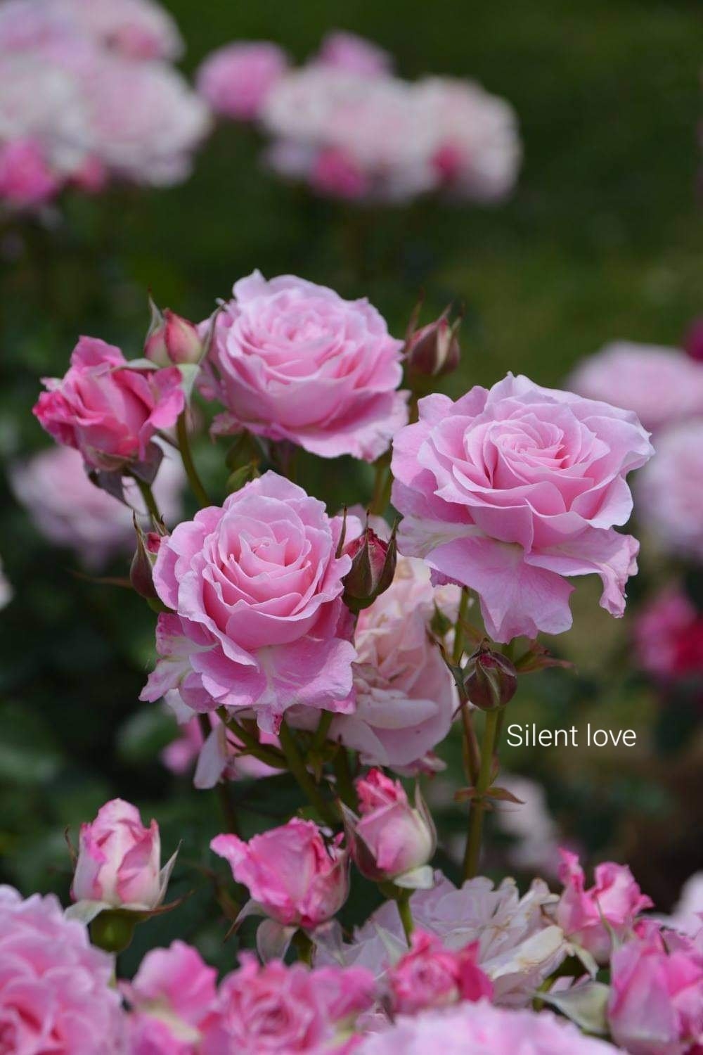 Сайлент лав (Silent love)