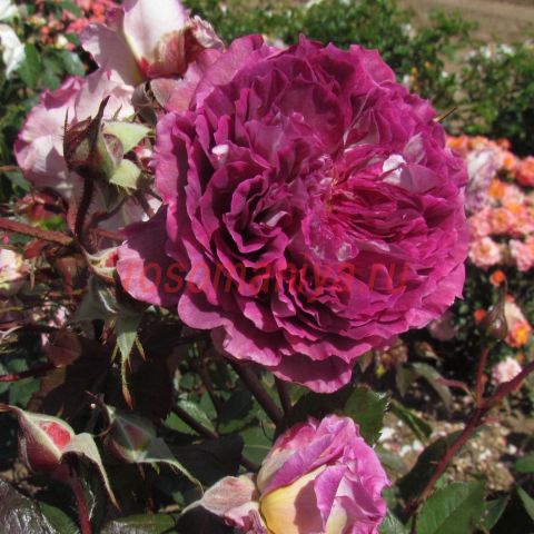 Пенни оу Спешиал Гёл (Penni Our Special Girl)