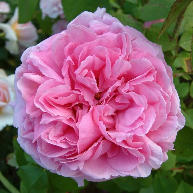 Комт де Шамбор (Comte de Chambord)